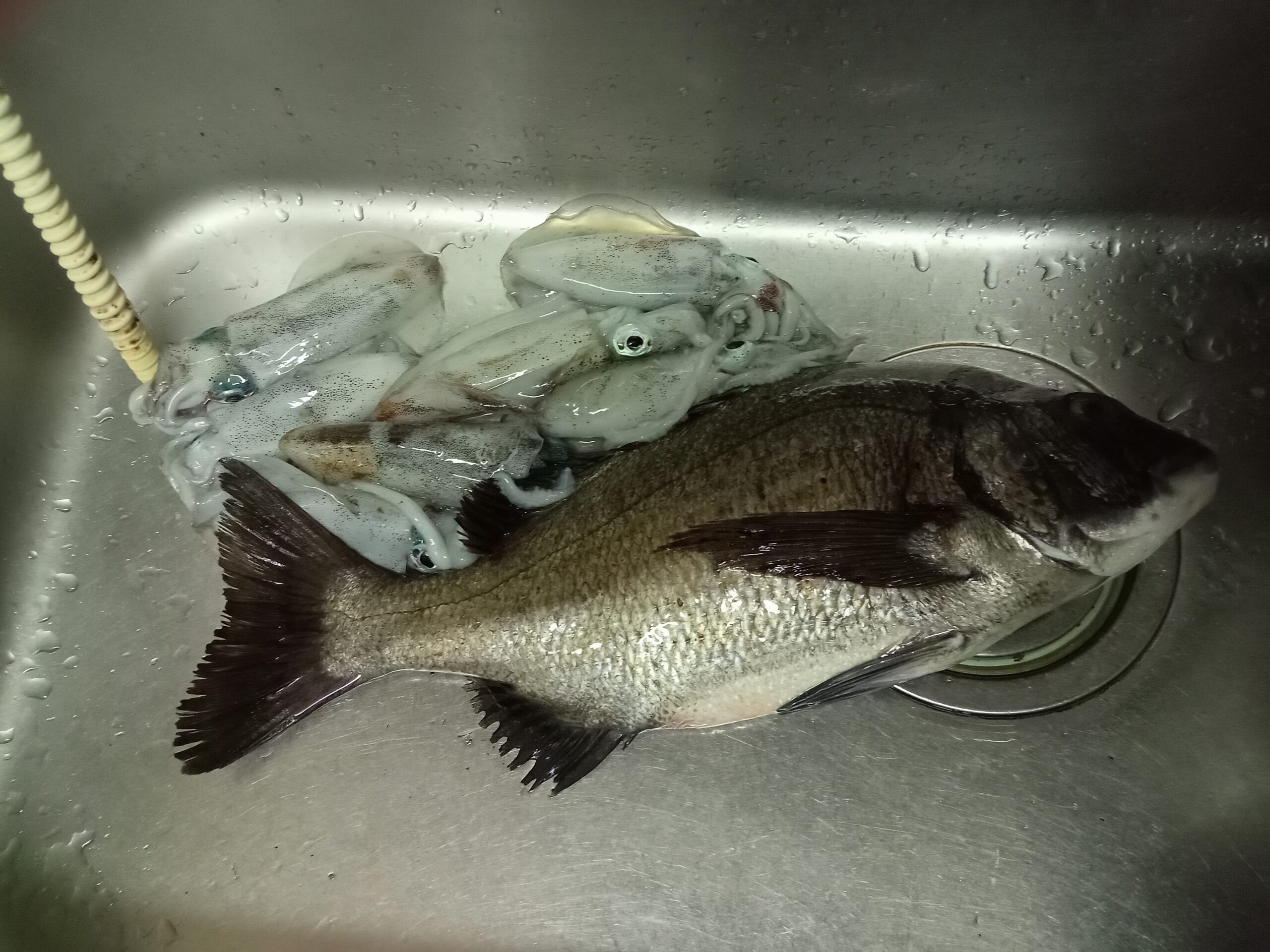 アオリイカ・チヌ