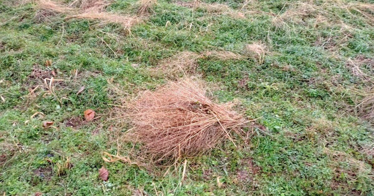 アスパラガス冬の選定