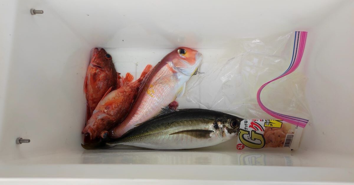 アジ・アマダイ