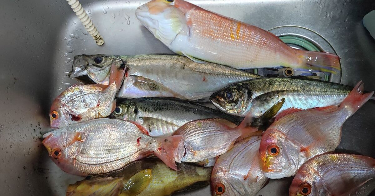 アマダイ・アジ