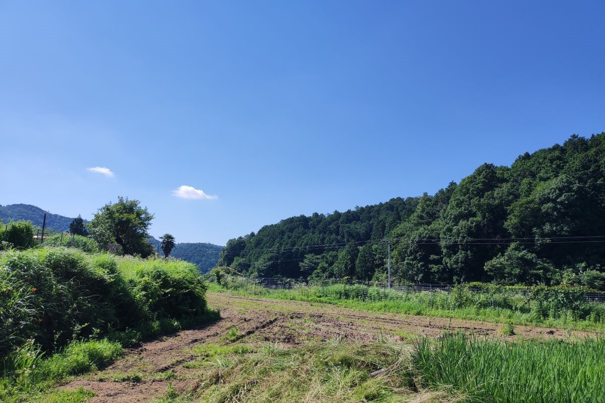 小豆播種の準備