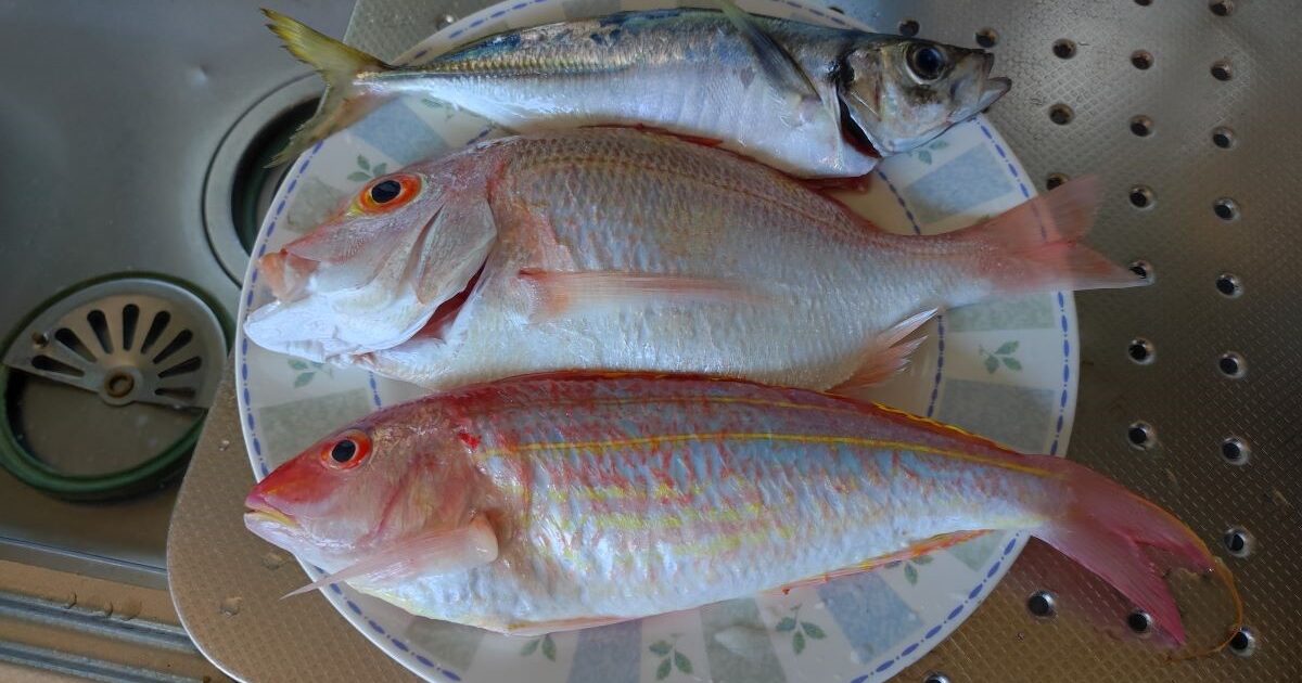 アジ・レンコ・イトヨリ