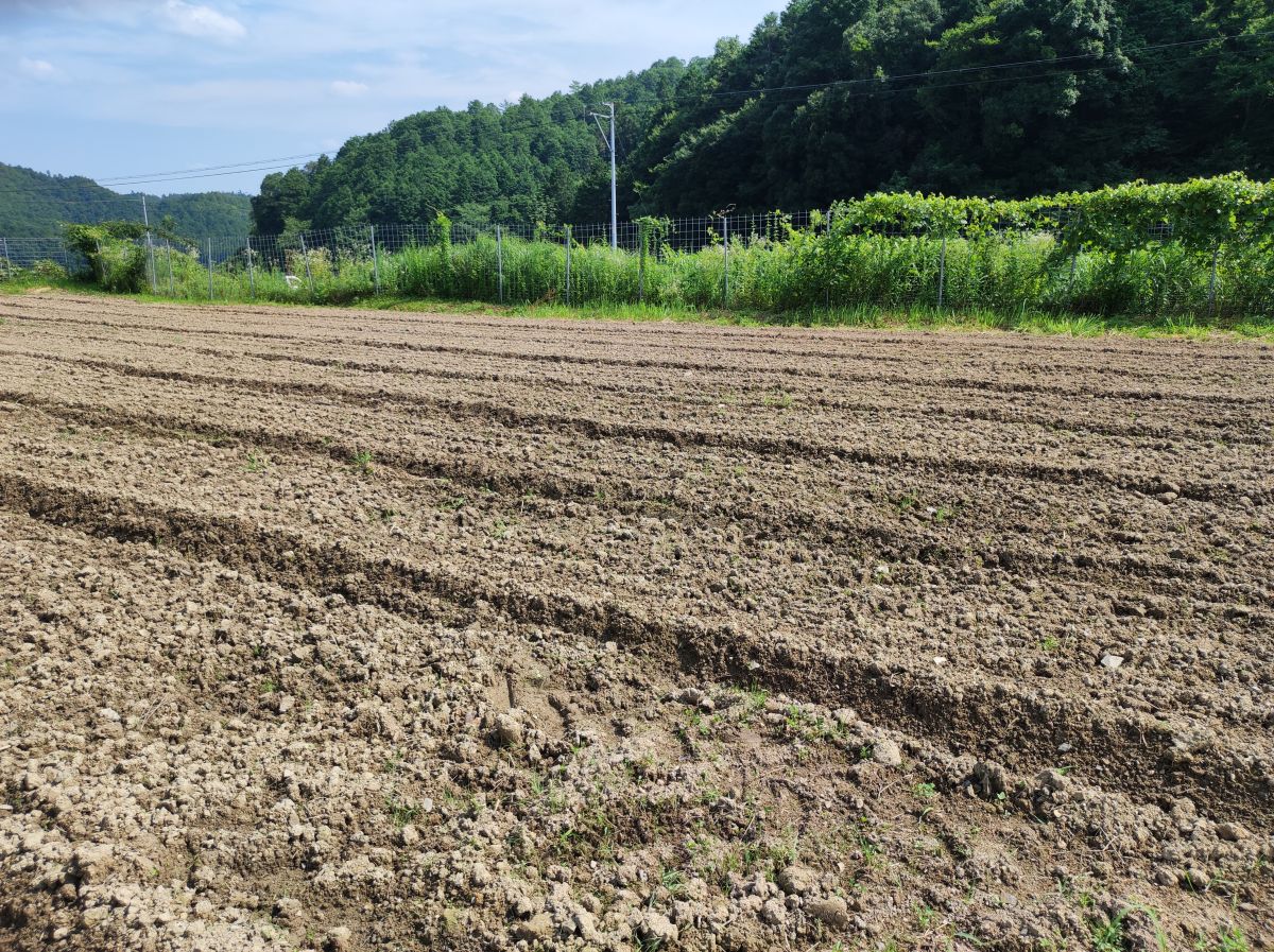 小豆の播種(約25a分)
