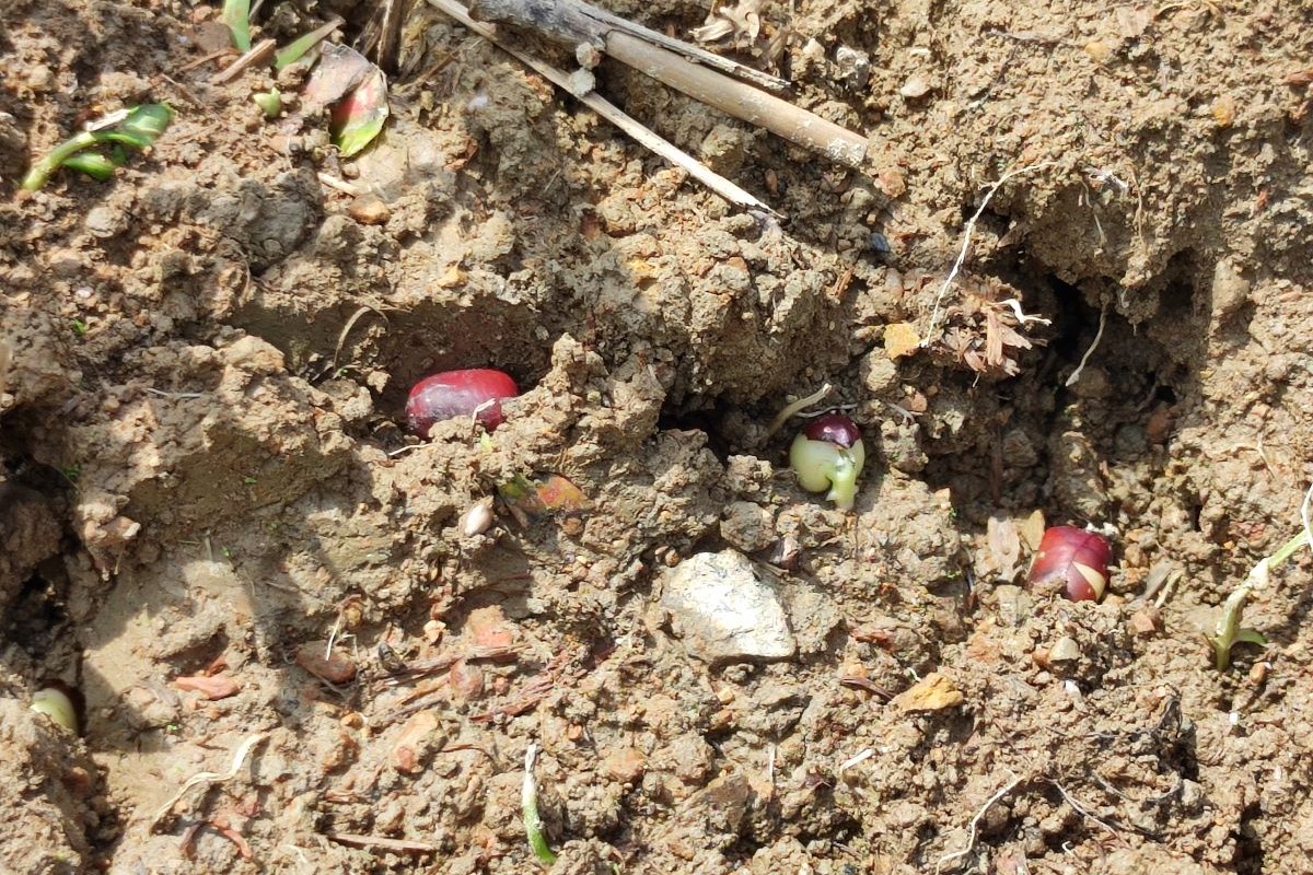 一昨日の大雨で