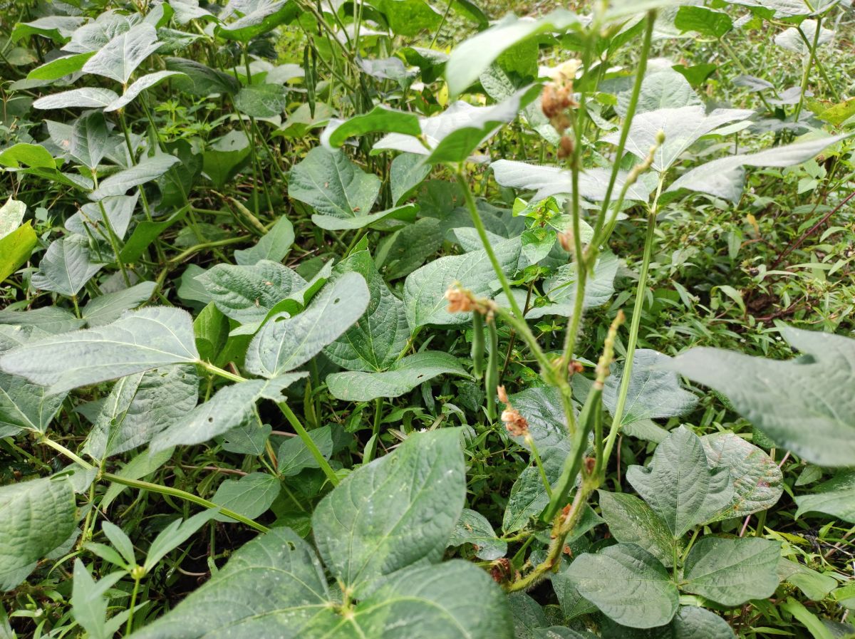 小豆の防除(2回目)