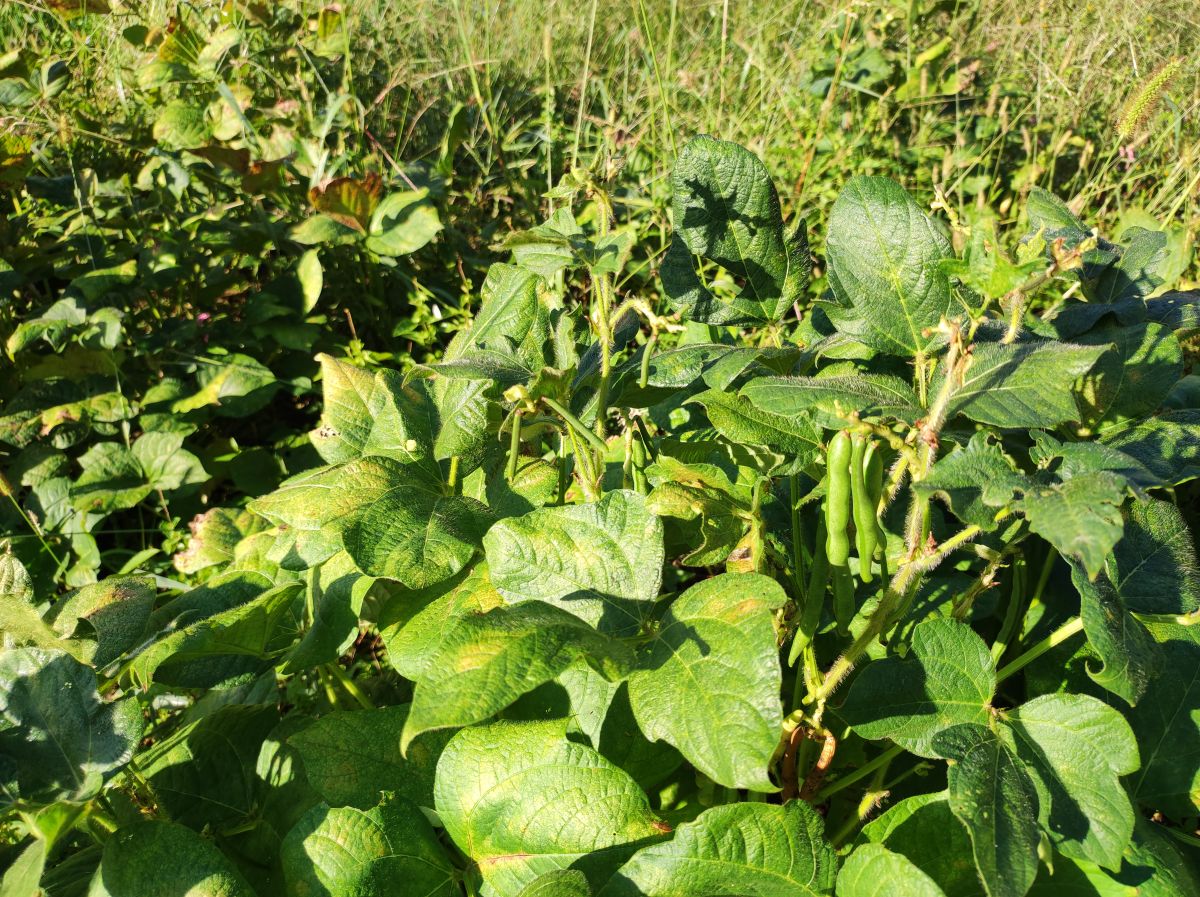 小豆の防除(3回目)